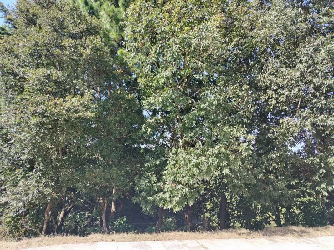 Vendo Terreno Condominio Sausalito, Fraijanes.. — Terreno en Venta en Sausalito, Carretera a El Salvador, Guatemala, Ciudad — foto 4 de 17