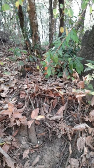 Terreno en Venta en El Encinal Zona 7 Mixco — Terreno en Venta en Zona 7 Mixco, Guatemala, Ciudad — miniatura 13 de 13