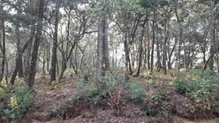 Terreno en Venta en El Encinal Zona 7 Mixco — Terreno en Venta en Zona 7 Mixco, Guatemala, Ciudad — miniatura 5 de 13