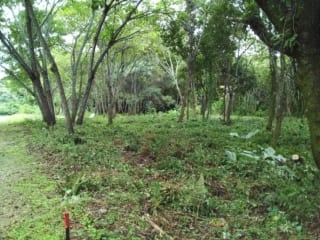 Venta de TERRENO, Casa y Campo Carretera a el salvador km23.5 — Terreno en Venta en Campo Verde, Carretera a El Salvador, Guatemala, Ciudad — miniatura 3 de 8