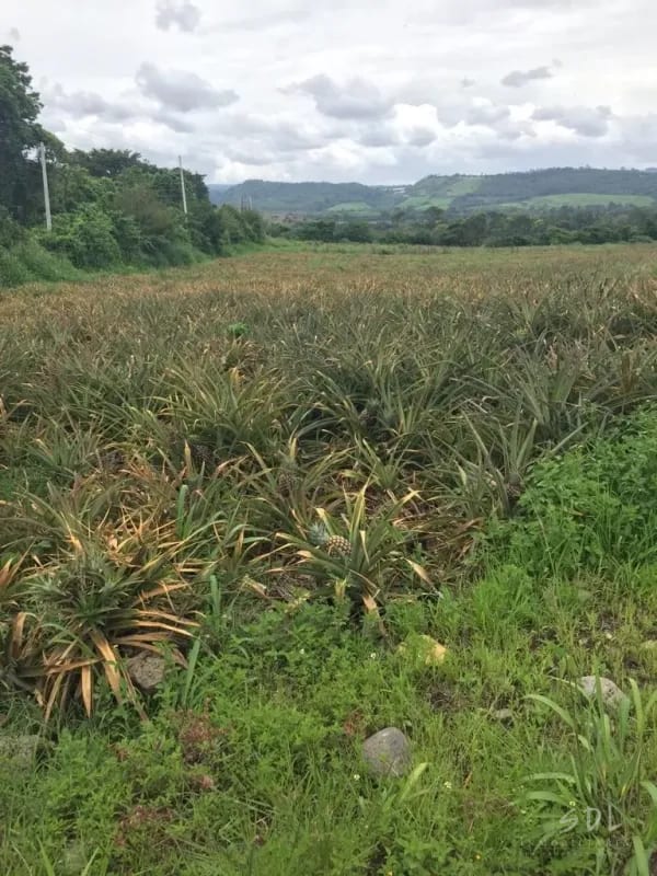 Jocotillo terreno — Terreno en Venta en Villa Canales, Guatemala, Ciudad — foto 1 de 1