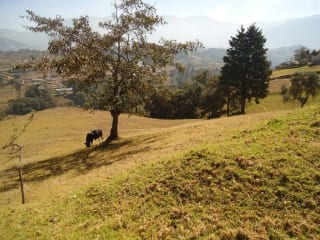 XELA VENDO TERRENO DE 19 CUERDAS — Terreno en Venta en Cantel, Quetzaltenango — miniatura 1 de 5