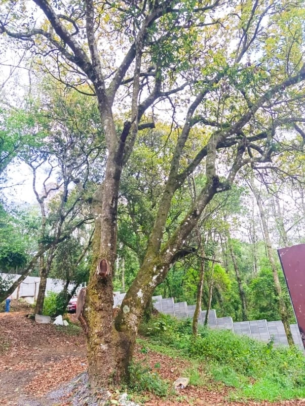 Terreno en Venta en San Lucas — Terreno en Venta en San Lucas Sacatepéquez, Sacatepéquez — foto 6 de 9