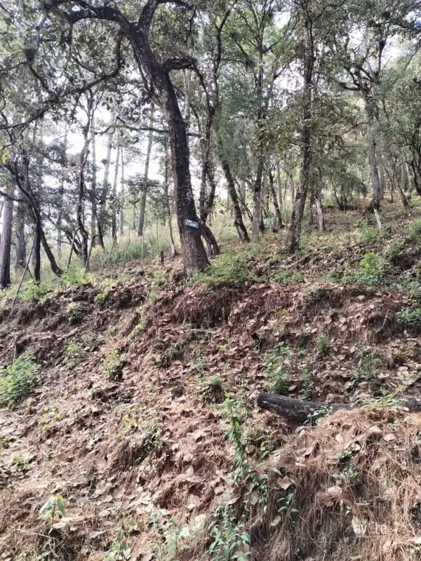 El Encinal, tronco 10.   Terreno de 4,460 varas en venta Q900,000 más impuestos, negociable — Terreno en Venta en El Encinal, Zona 7 Mixco, Guatemala, Ciudad — foto 1 de 9
