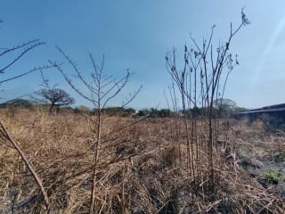 Alquilo terreno en Escuinta de 2.5 manzanas, muy cerca de Prados de la Costa Sur — Terreno en Alquiler en Costa Sur, Escuintla — miniatura 7 de 12
