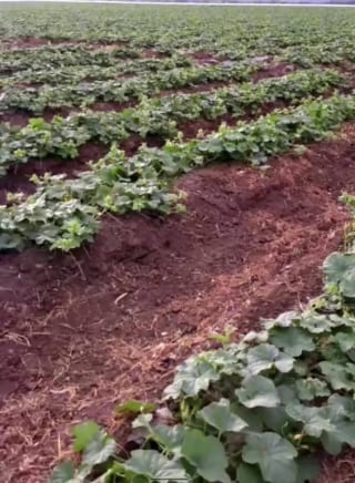 Se vende finca de 26.7 manzanas en El Progreso, Guastatoya — Finca en Venta en El Jícaro, El Progreso — miniatura 2 de 9