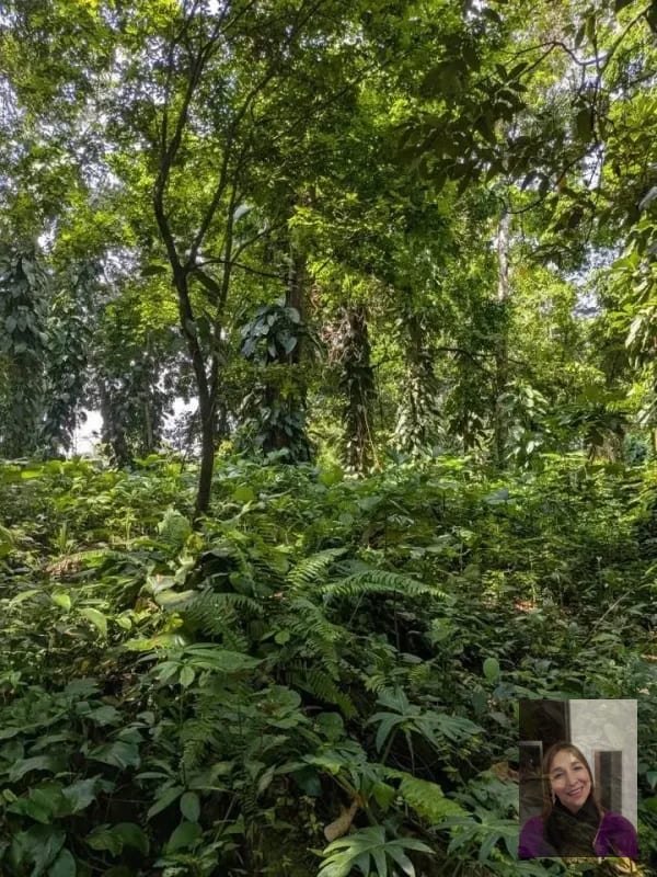2 terrenos rústicos Aldea Buena Vista, Miramar, Livingston — Terreno en Venta en Livingston, Izabal — foto 8 de 10