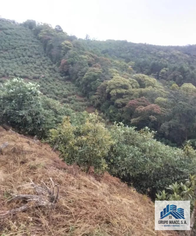 VENTA 2 FINCAS AGUACATE HASS EN PRODUCCIÓN — Finca en Venta en Patzicía, Chimaltenango — foto 4 de 4