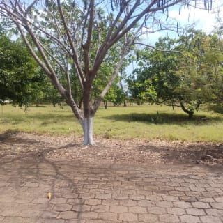 RE VENDO 2 TERRENOS EN PARQUE INDUSTRIAL, ESCUINTLA — Terreno en Venta en Escuintla, Escuintla — miniatura 1 de 4