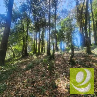 Terreno en Venta Bosque Vivo — Terreno en Venta en Zona 1 Mixco, Guatemala, Ciudad — miniatura 5 de 6